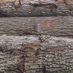 Bark