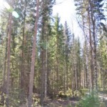 Fyrskov